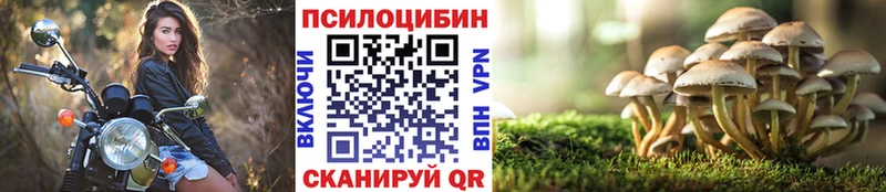 закладка  Михайловск  Псилоцибиновые грибы Cubensis 